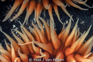 Reaching out

False plum anemones communicate with each... by Peet J Van Eeden 